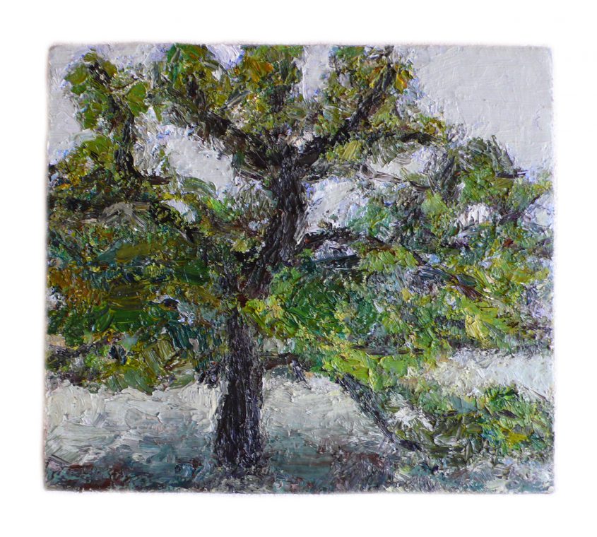 2010   oaktree   28x31cm   oil on canvas